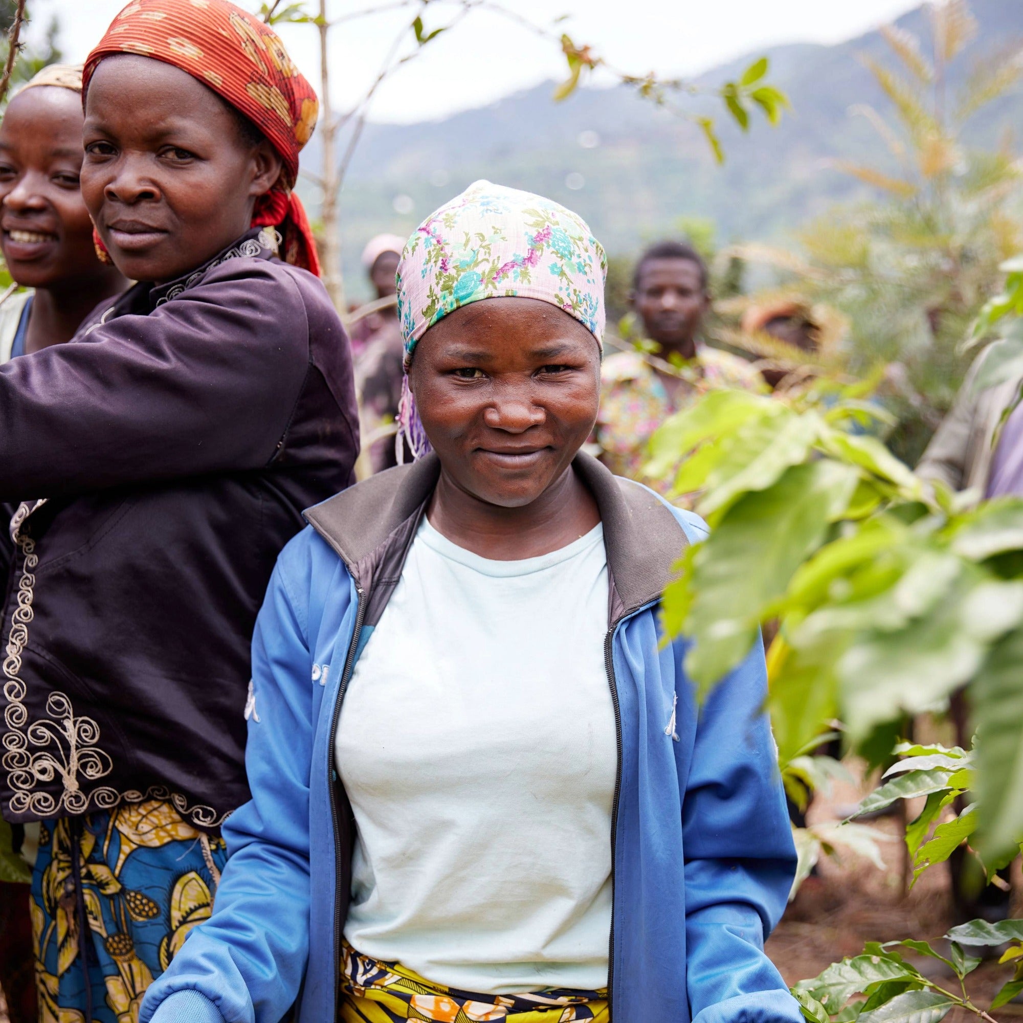 Women coffee growers of the Abadatezuka Co-op tending high elevation Rwanda coffee farms in the Nyungwe Forest