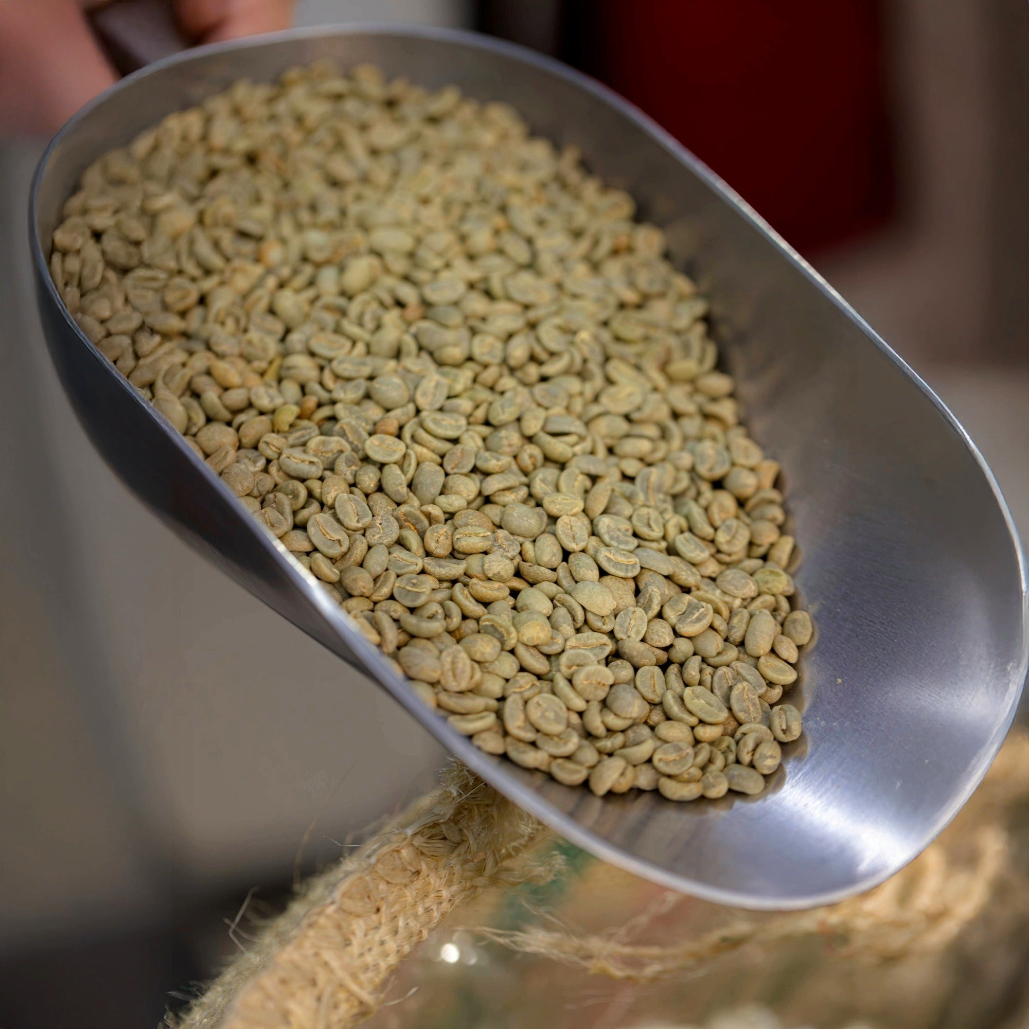 Metal scoop filled with green coffee beans on a blurred background