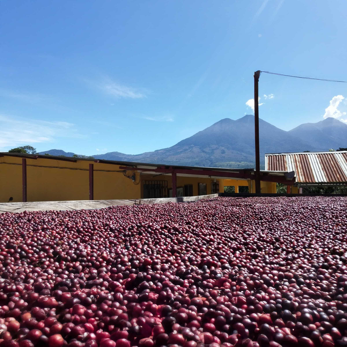 Monte de Oro Coffee Farm in Guatemala