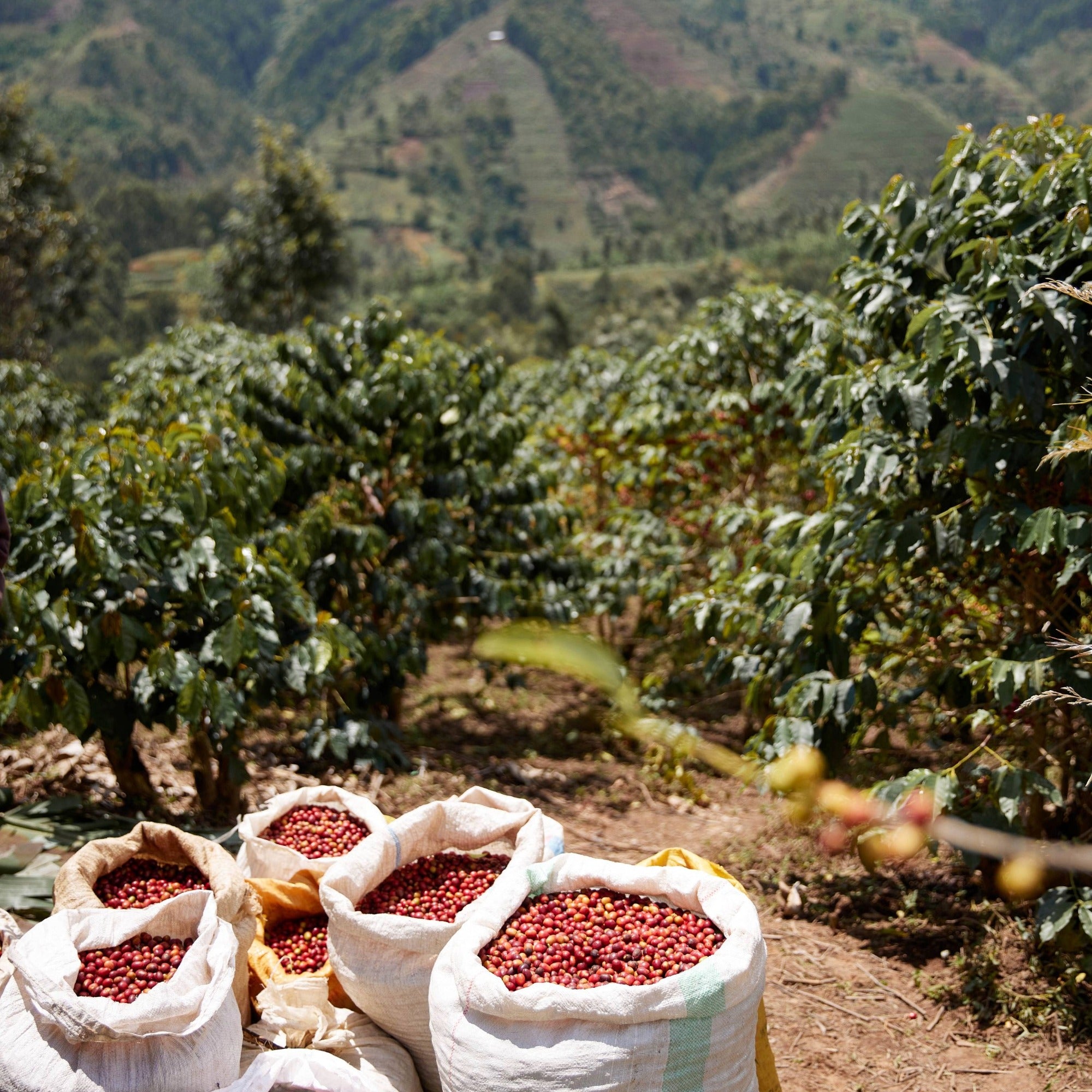 Abadatezuka women's cooperative farmers sun-drying natural process coffee cherries at 2,200 meters in Rwanda