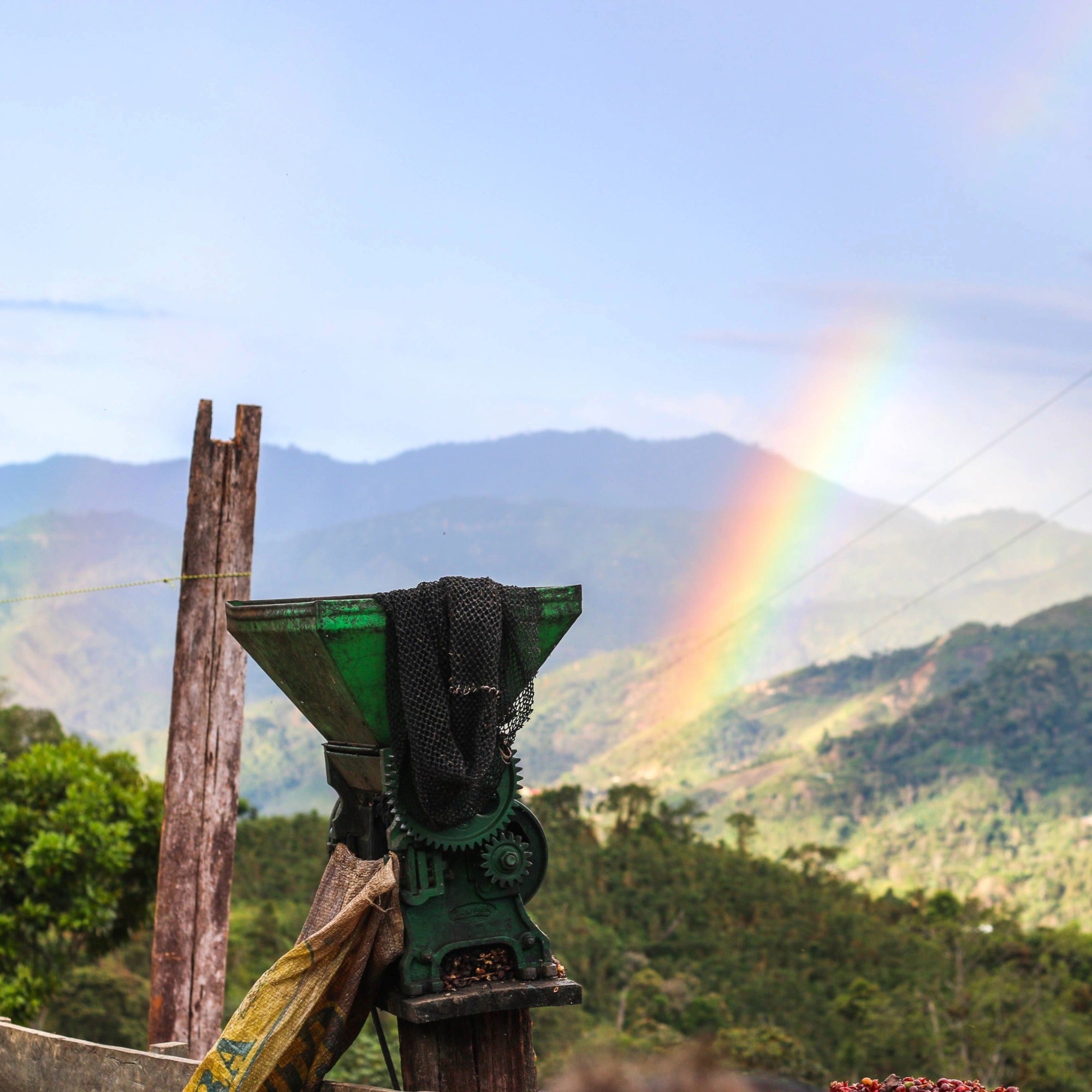 Cajamarca coffee farm for our Peruvian single origin coffee at Lavender Coffee