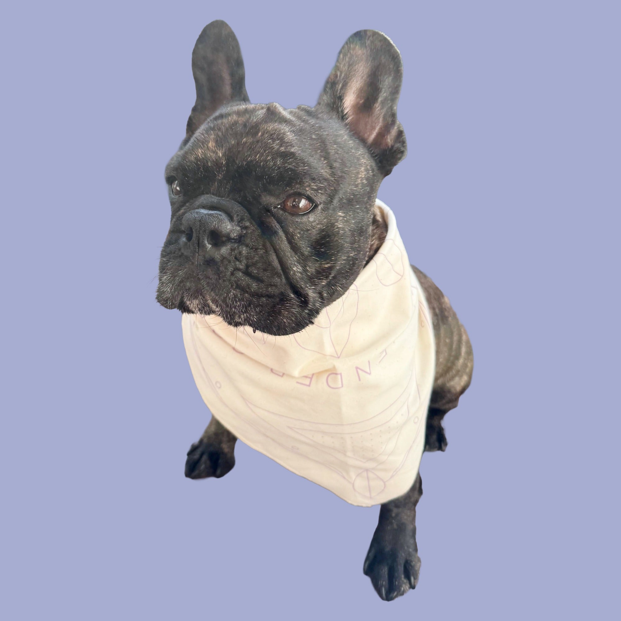 Lavender Coffee Boutique Bandana worn by a french bulldog