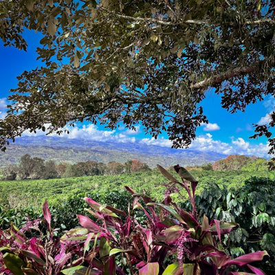 Gut friendly coffee sourced from small farmers along the equator