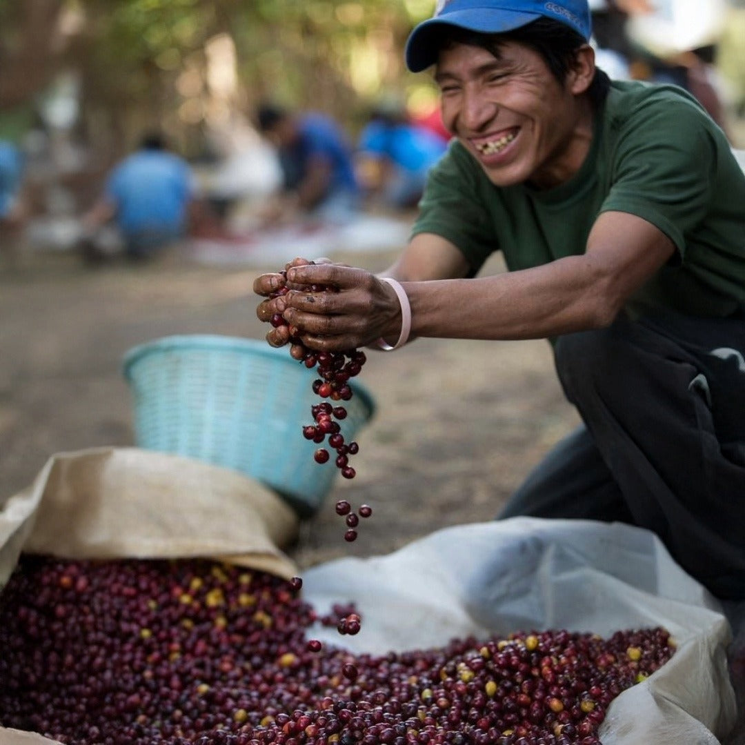 Gesha Monte De Oro Coffee Cherry Harvest