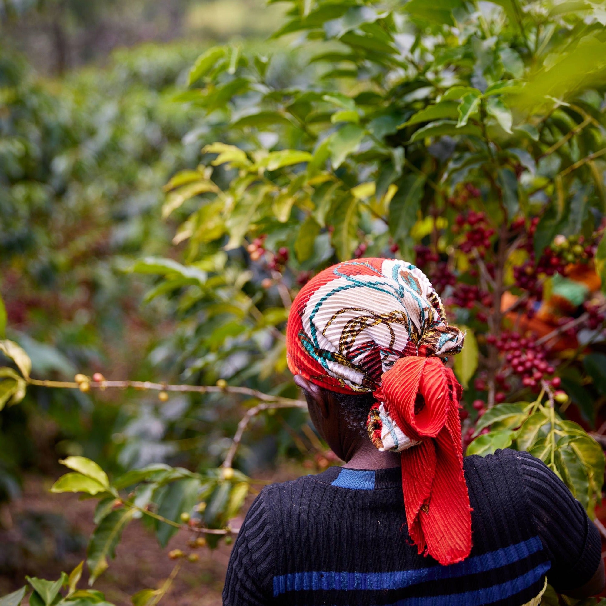 Women farmers of the Abadatezuka Cooperative hand-picking coffee cherries in Rwanda's Nyungwe Forest