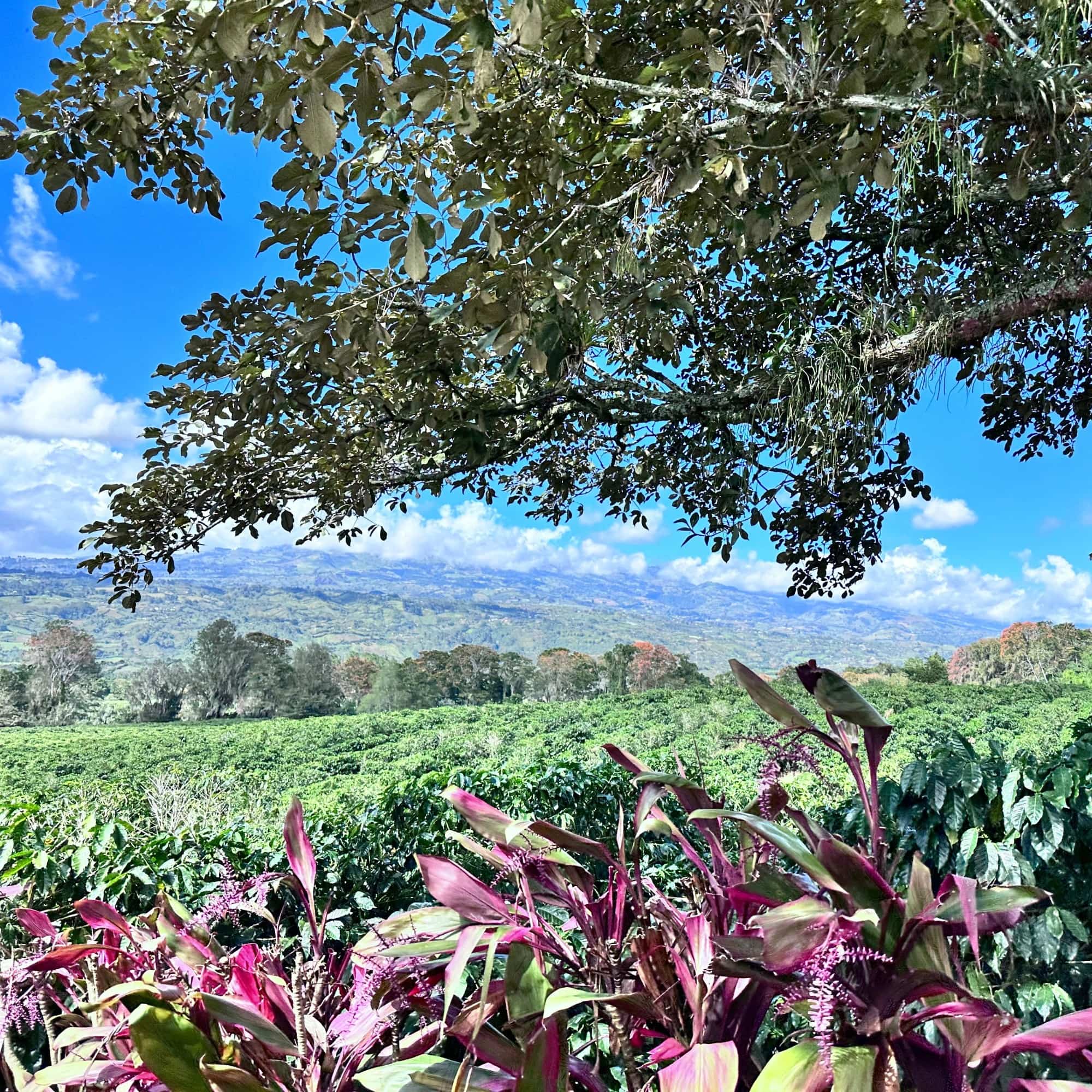 Costa Rica Zalmari Estate | Single Origin Coffee